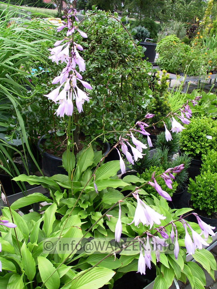 Hosta Hybride xxx.jpg